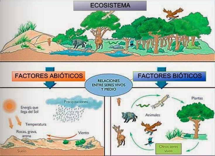 FACTORES ECOSISTEMA 